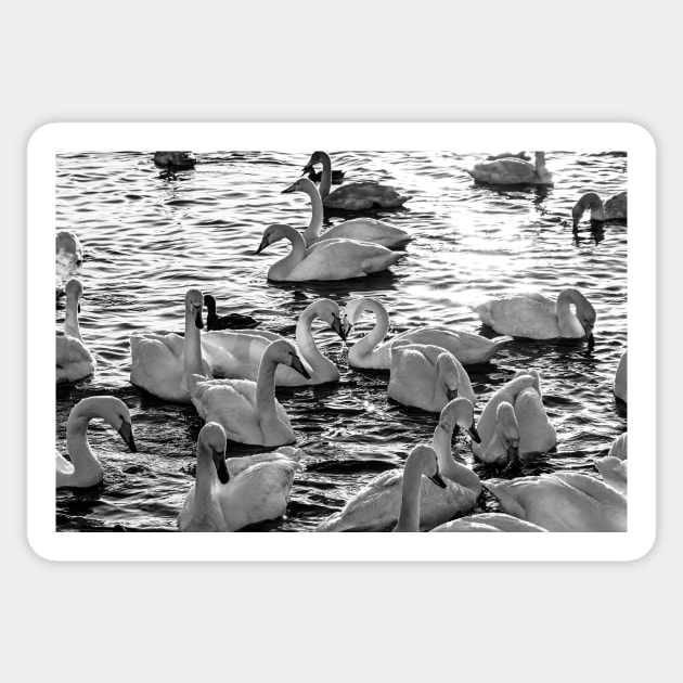 Swan Love B&W Sticker by Kate-P-